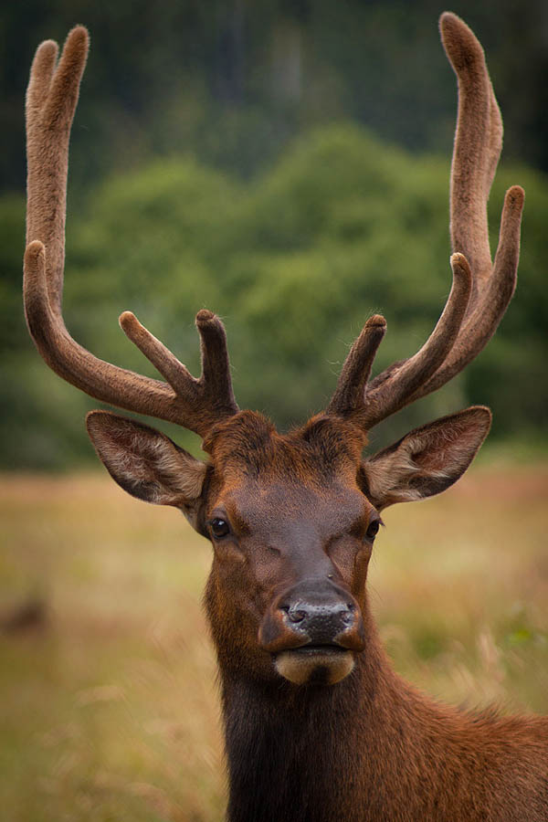 head shot photograph of a male elk